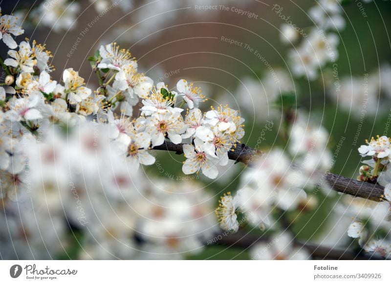 Spring at last! - or a cherry branch with many small white blooming flowers in spring Cherry blossom Blossom Tree Exterior shot Colour photo Nature Blossoming