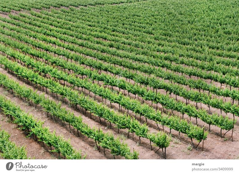 climate change |...still growing wine! Vineyard Wine growing Deserted Plant Green Summer Nature Exterior shot Grape harvest Day Winery Colour photo Landscape