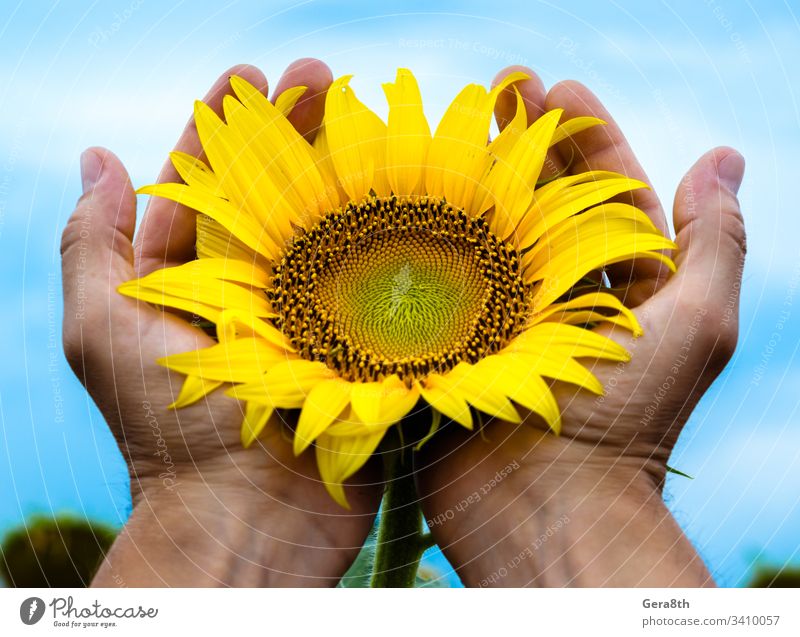 yellow bright blooming sunflower in the man's palms against the agriculture background blooms blossom blue sky botanic care careful carefully circle closeup