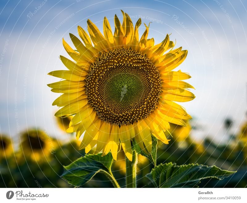 yellow sunflower with two green leaves on a field against a blue agricultural agriculture background beautiful beauty blooming blossom boundless bright circle
