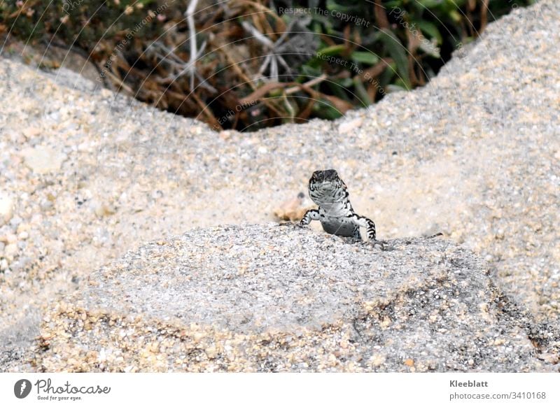 Reptile, lizard curious in rocky surroundings Reptiles Animal Rock grey green background Animal white and grey Close-up natural lighting conditions Deserted