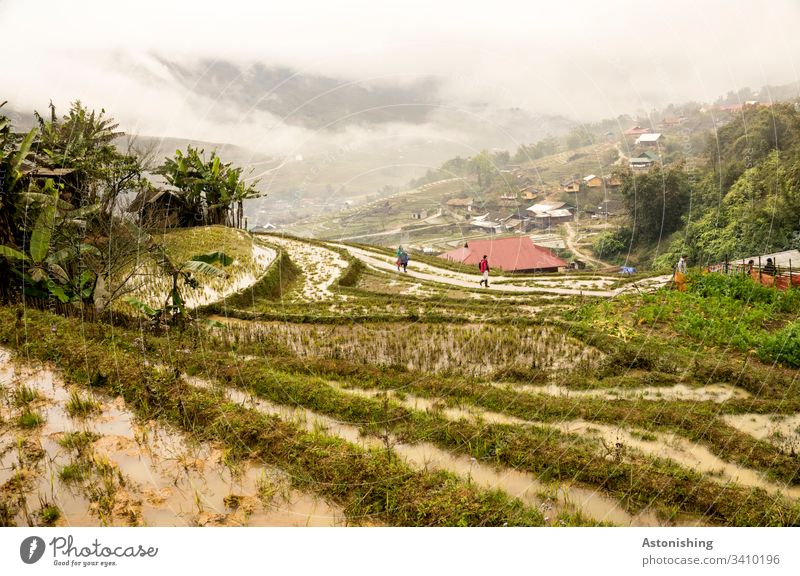 Rice terraces in Sapa, Vietnam Rice Terraces Rice cultivation Nutrition Food Colour photo Asia Wet plants Agriculture lines Fog Weather wet Clouds Valley down