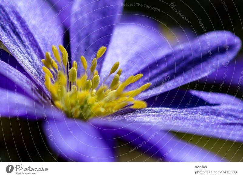 purple anemone with yellow stamens Blossom Flower Violet Yellow Spring Plant Nature Elegant Nectar Pollen Blossoming Stamen Spring Anemone