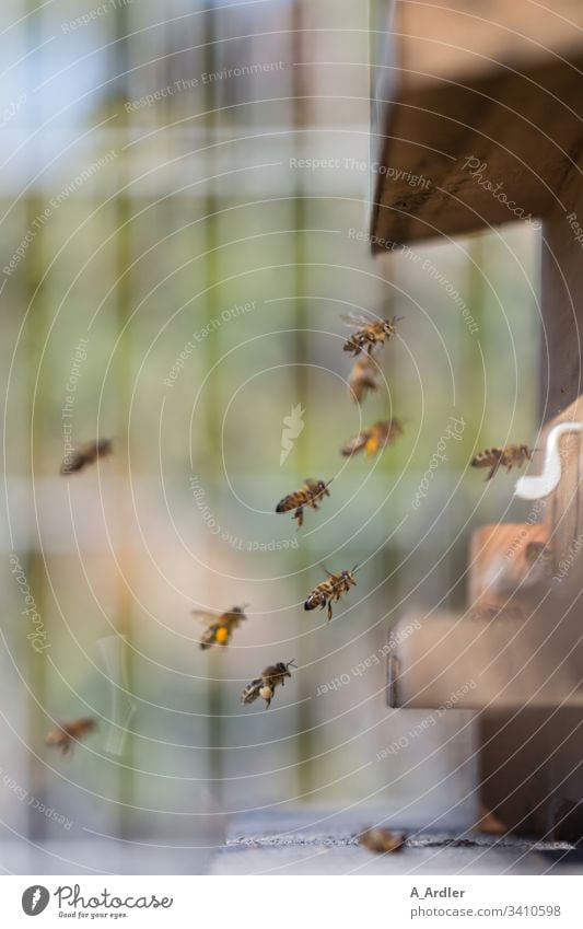 Honey bees fly into the beehive Beehive bee colony Honeybees flight Flying Pollen Nature Bee-keeper Work and employment Insect Farm Colony Human being