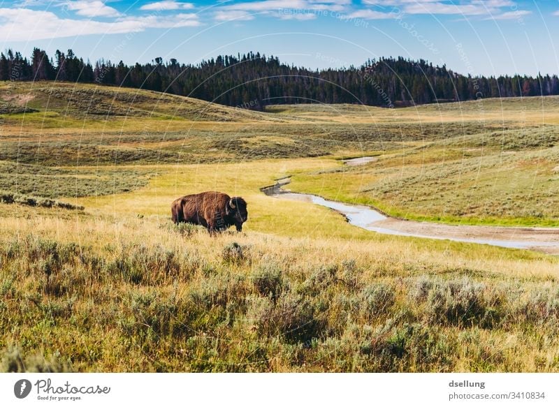 Bison on a meadow landscape with river and forest in the background discovery Summer vacation Multicoloured Perspective Marvel admiring Discover adventurous
