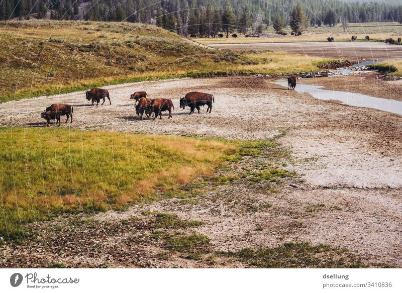 Herd of bison in movement on barren ground with forest in the background Sunlight Day Neutral Background Deserted Exterior shot Subdued colour Colour photo