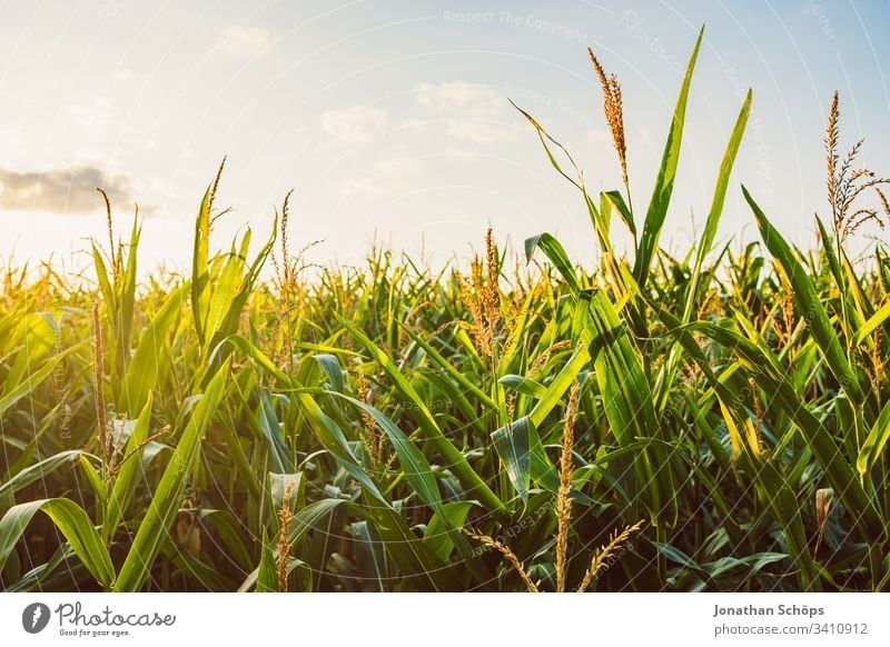 Corn field in late summer in the evening sun Autumn Evening sun agriculturally Agriculture Rear light Back-light background Barley Blue sky Cereal Maize country