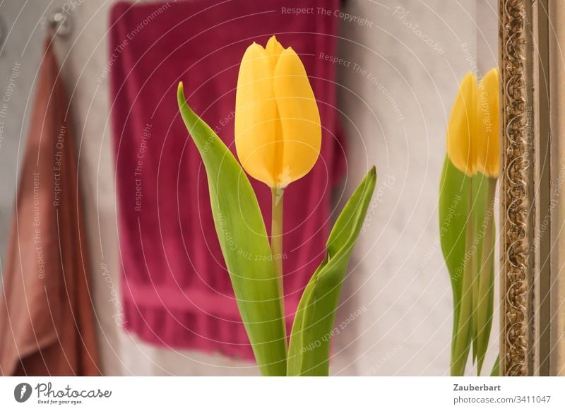 Yellow tulip is reflected in the bathroom mirror with golden frame, behind it towels give color Tulip Mirror reflection Frame Green Gold Red Towels Flower