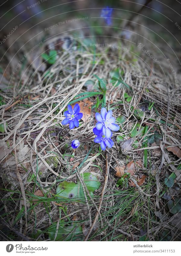 roadside flowers Spring fever Plant Blossom Flower Blossoming Nature Wayside little flowers Austria To go for a walk Blue