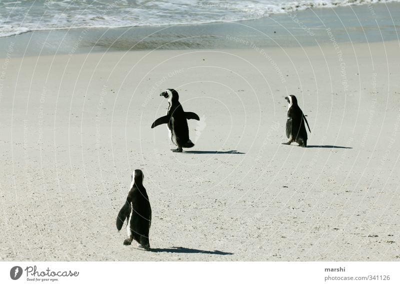 off to the cool... Nature Sun Weather Beautiful weather Coast Ocean Animal 3 Group of animals Warmth Penguin Water Walking Waddle South Africa Exotic Speed