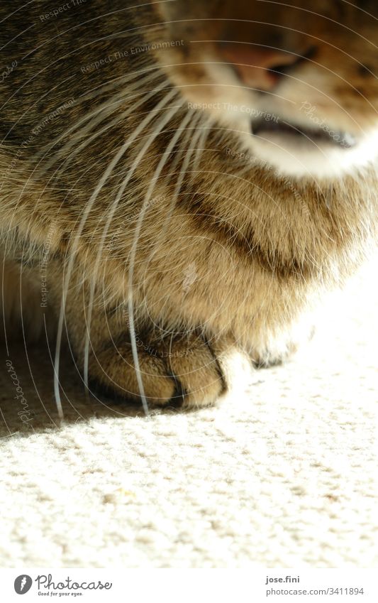 The paws peek out cheekily from under the fur, at the same time the mouth mediates, don't touch them! Animal Pet Soft Brown Gray Spring fever Love of animals