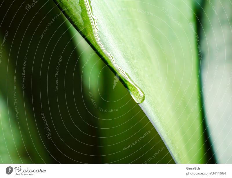 drop of dew on a green leaf of a plant close up backdrop background blur blurred bright climate color colored colorful detailed environment flora fresh