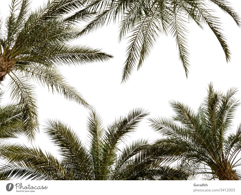high palm trees pattern on white background Egypt Sharm El Sheikh branches bright climate colorful green hot leaves natural nature palm background