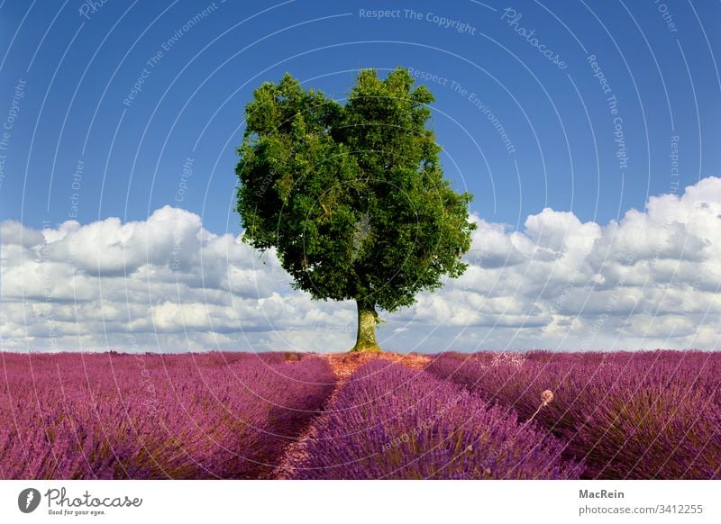 Olive tree and lavender fields Lavender Lavender field out Provence tourism voyage nobody Copy Space Southern France Europe purple cloud Sky