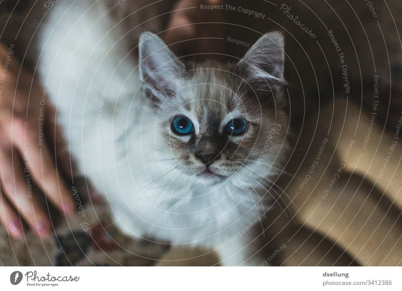 Cat with blue eyes looks into the camera Animal Pet holy Burma 1 Observe Relaxation Lie Looking Beautiful White Turquoise Blue Cute Curiosity Watchfulness