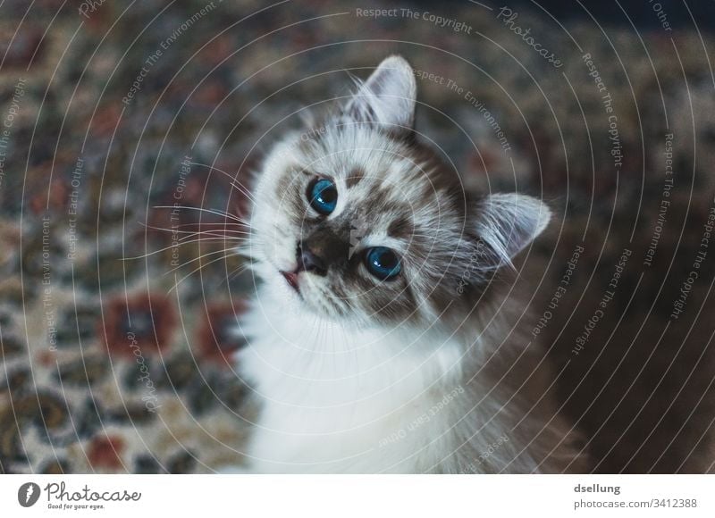 Cat with blue eyes looks into the camera Animal Pet holy Burma 1 Observe Relaxation Lie Looking Beautiful White Turquoise Blue Cute Curiosity Watchfulness