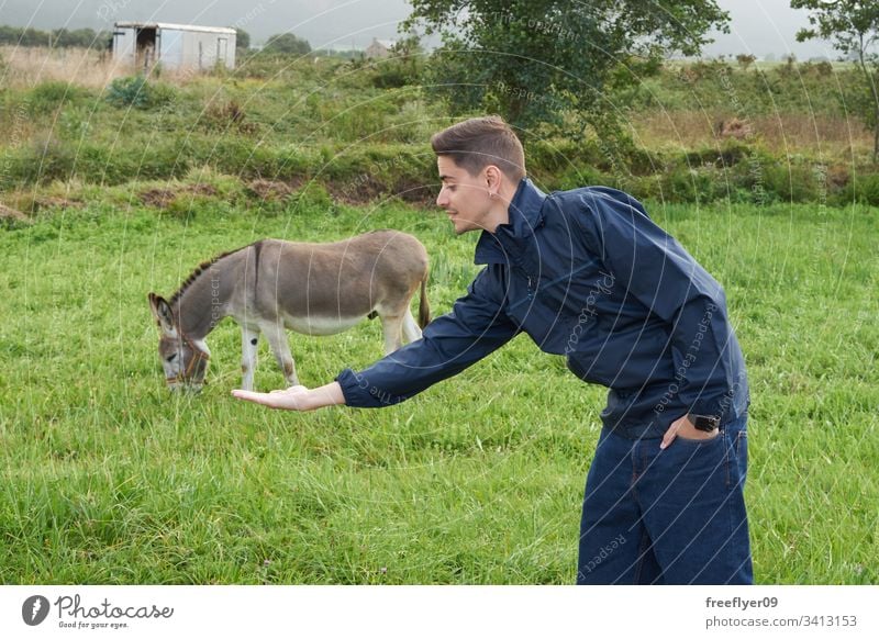 Young man making an optical illusion with a donkey on a grass field farm outdoors food offspring mammal feeding look farm animal cute nature rest green eating