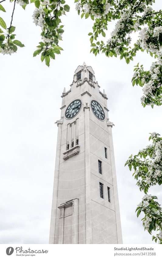 White clock tower and apple blossom building tree trees sky garden spring springtime branch branches blossoming bloom blooming flowers flowering apple tree