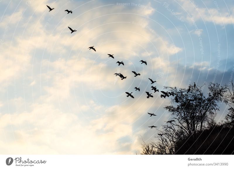 flying flock of birds against the blue sky and clouds branches ducks flock of ducks nature plants silhouette silhouette of birds trees white clouds