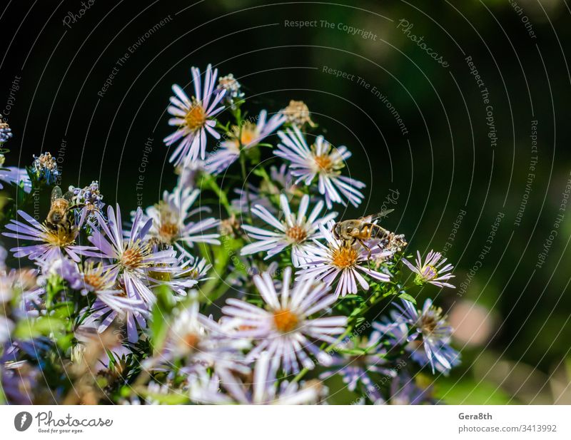 bees on chamomile flowers background background chamomile bloom bright color delicate flowers insects meadow nature petals plant pollination several spring