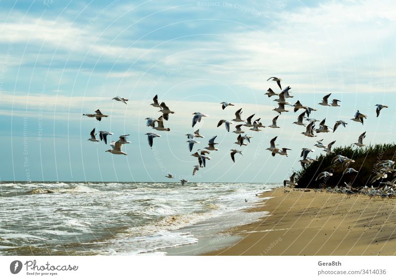 seagulls are flying over the sea a flock of birds a flock of seagulls a lot beach blue sky clouds flight foam horizon landscape nature sand sea foam
