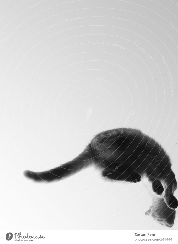 escapeable Animal Pet Cat 1 Glass Touch Make Sit Uniqueness Crazy Wild Paw Tails Skylight Above Worm's-eye view Black & white photo Copy Space left