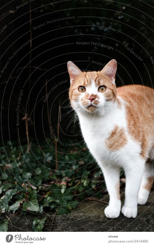 red white cat Cat Pet out Colour photo Animal Domestic cat Deserted Animal portrait Looking Pelt 1 Whisker Animal face Day Curiosity Snout Cute Cat's head