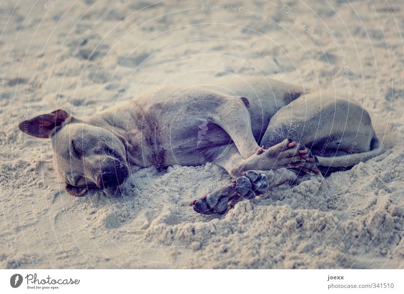 Beach. Good. Pet Dog 1 Animal Lie Sleep Dirty Simple Brown Emotions Joy Happy Joie de vivre (Vitality) Safety (feeling of) Love of animals Calm Relaxation
