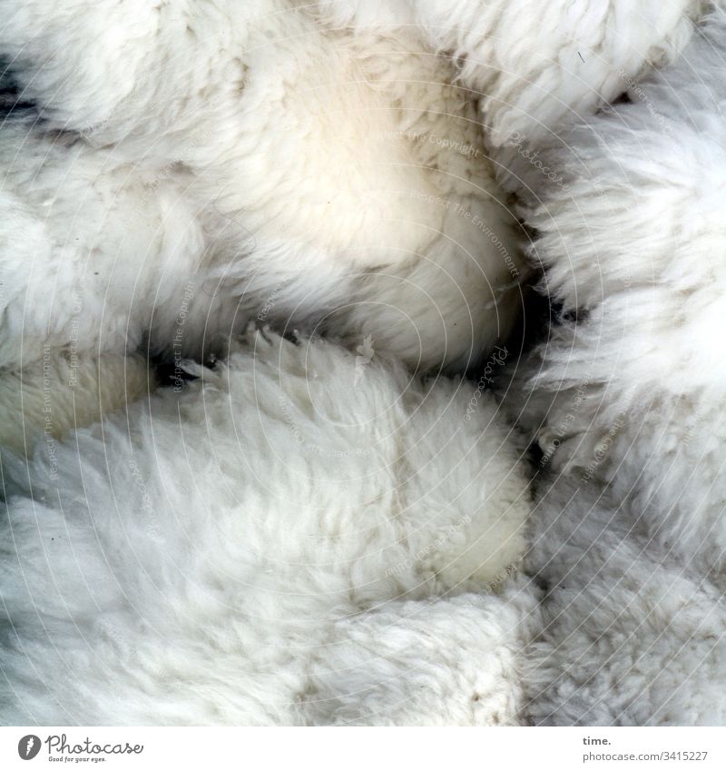 Winter collection Hair Pelt hair Animal Wild uncombed Surface Mysterious Puzzle Inspiration Intensive Bright Pattern structure partial view Sheepskin