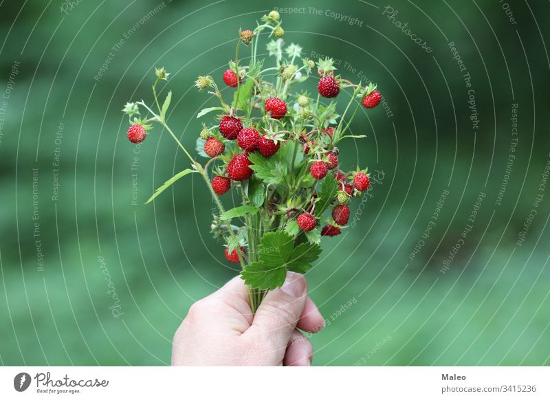 Bouquet of strawberries in hand background berry federation bushes Close-up Colour variegated Delicious Dessert Diet Farm Field Eating Fresh freshness fruit