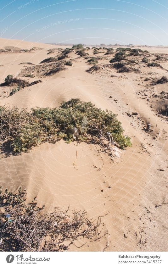 Coastal dunes (Sahara) Morocco Africa plastic waste Sand sand dune grasses bushes Wind Horizon Sunlight Landscape Vacation & Travel Deserted Nature
