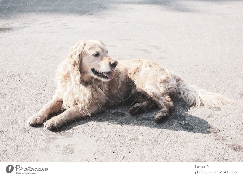 Beautiful golden retriever sitting friendly happy dog in the park dog portrait fur creature goldie outside playing dirty outdoors purebred fun background