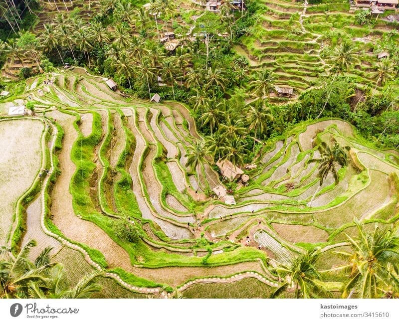 Drone view of Tegalalang rice terrace in Bali, Indonesia, with palm trees and paths for touristr to walk around plantations bali aerial pattern rice field