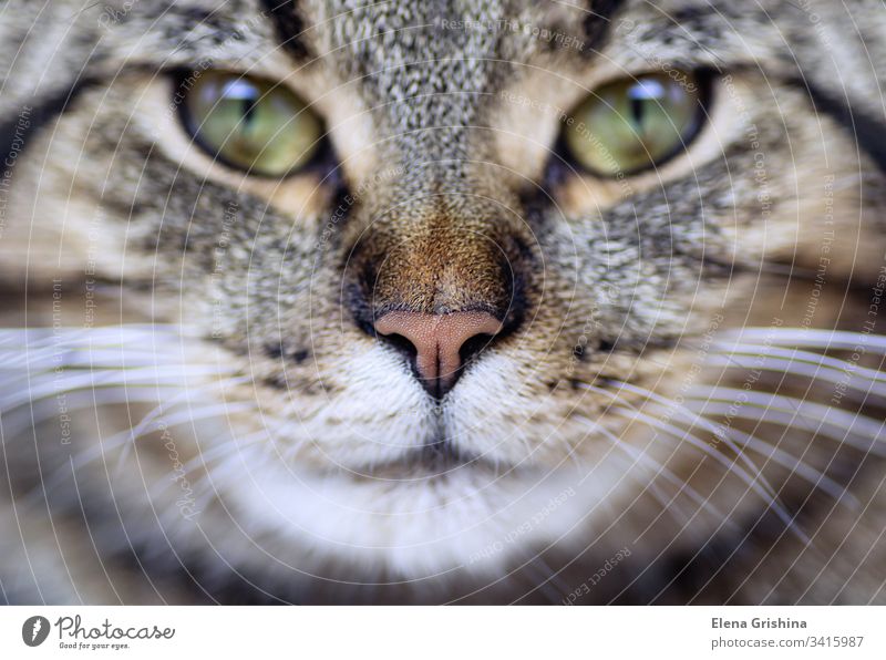 Cat face close up. Portrait of a young tabby cat, macro shot. Selective focus. Close-up. muzzle portrait whisker detail snout whiskers mustached moustache nose