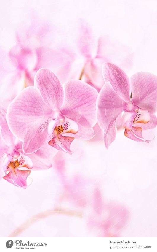 Beautiful floral background. Pink orchids Phalaenopsis close-up. Vertical format. pink phalaenopsis vertical beautiful nature bloom flower blossom petal