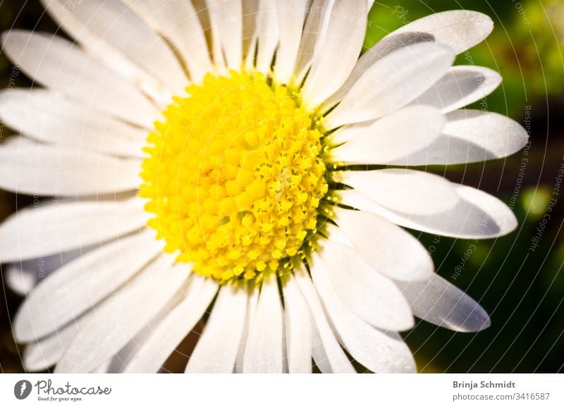 A white daisy in spring, detail, macrophotography Elegant close-up grass gardening yellow white daisy flower view Bitter Wild color poppy vibrant natural