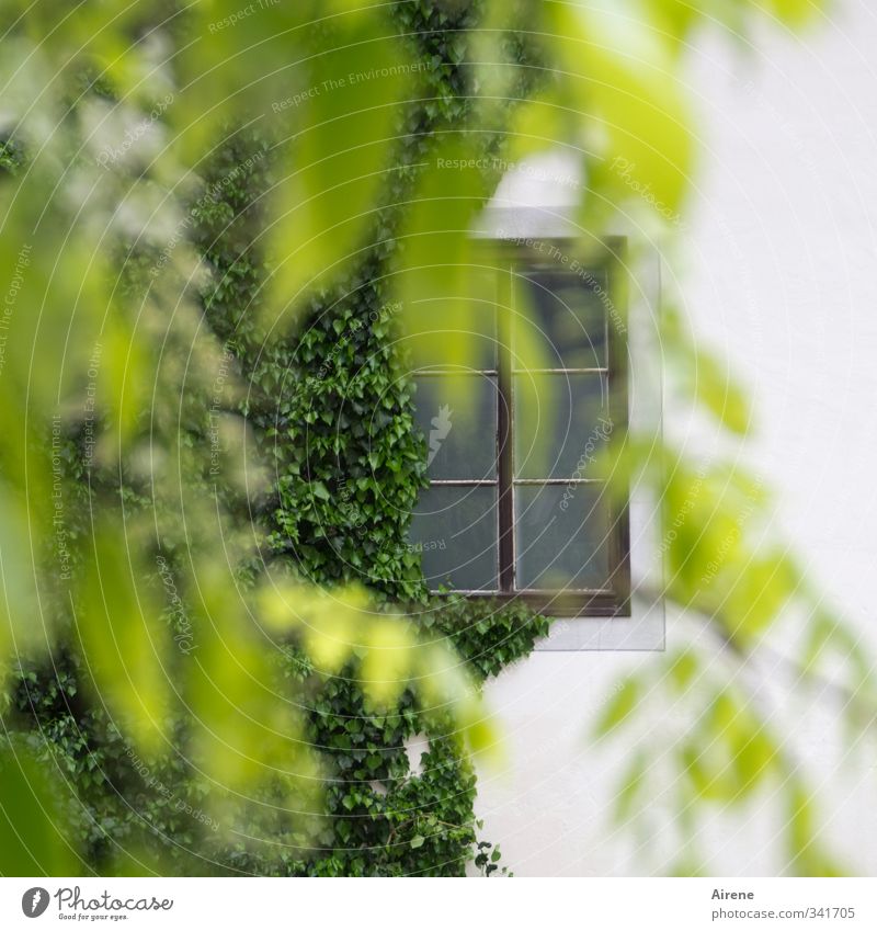 secretly Nature Plant Ivy Foliage plant Creeper Glyzinia Deserted House (Residential Structure) Manmade structures Building Architecture old town house