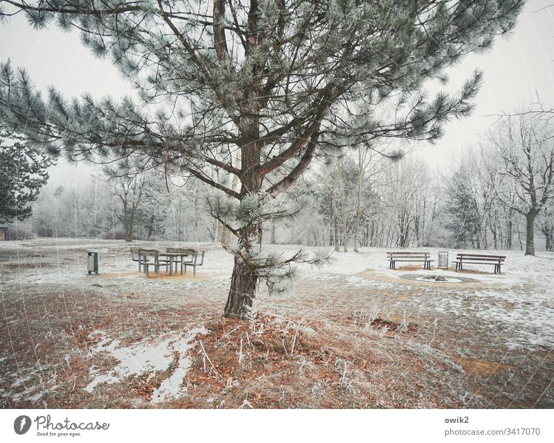 Winter park out Exterior shot Cold Ice Snow Tree Coniferous trees iced ice crystals Landscape Nature benches Park benches Forest Wastepaper basket Wood Metal