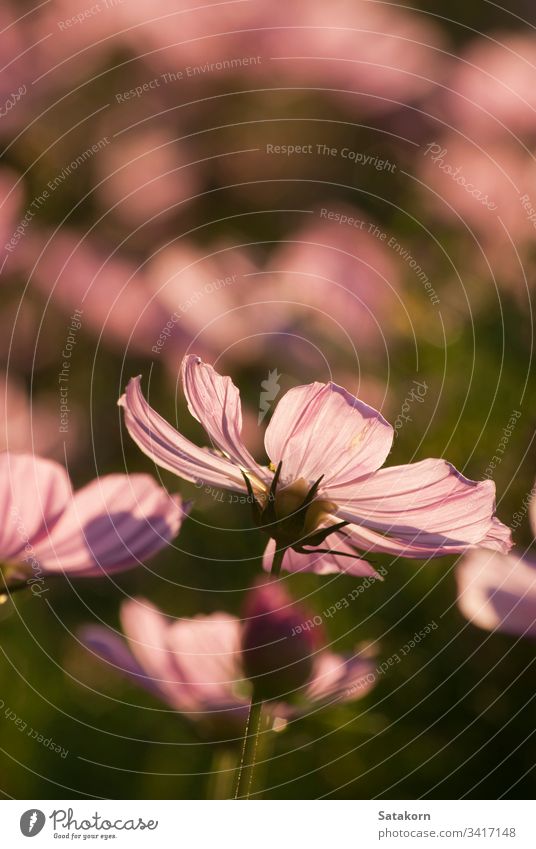 Pink Cosmos flower in the garden cosmos pink summer evening light beautiful nature green color bright plant background floral blooming pattern close up