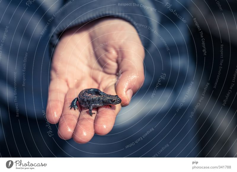 kite tames for beginners Human being Child Hand Fingers 1 Wild animal Newt Saurians Amphibian Animal Baby animal Looking Disgust Small Wet Cute Gray Infancy