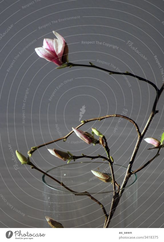 Magnolia branch in the vase - a Royalty Free Stock Photo from Photocase