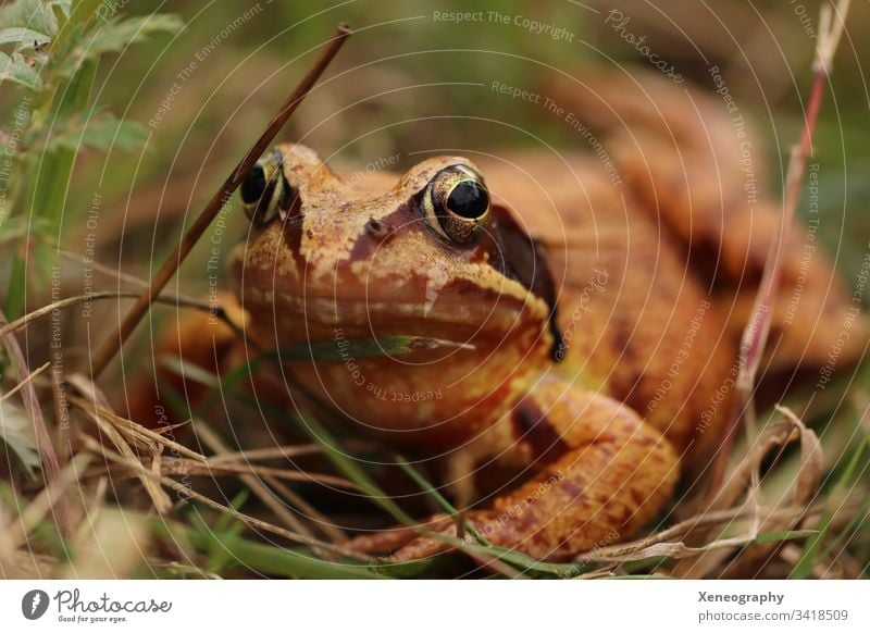 Macro shot of a brown frog #Frog Eyes #Toad #Forest Grass macro Animal #Slime #Spring #Quack #Quakers Beautiful Crass warts Maximum aperture Nature Nature photo