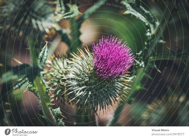 Purple flower of a thistle in an urban garden bloom blossom botanic botanical botany flora floral flowery organic natural nature park plant inflorescence stamen
