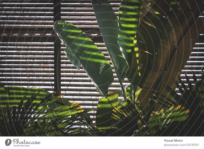 Green leaves of tropical plants growing in a lath house nature natural leaf park garden botanic botanical botany green flora vegetation foliage ecology growth