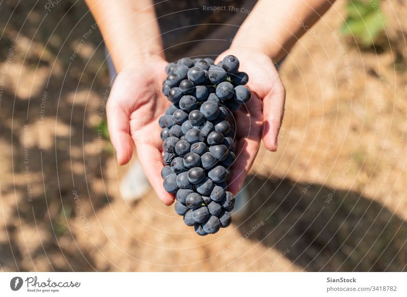 Grapes harvest. Woman's hands with freshly harvested grapes. wine vineyard winery harvesting organic food bunch fruit nature agriculture blue holding winemaker