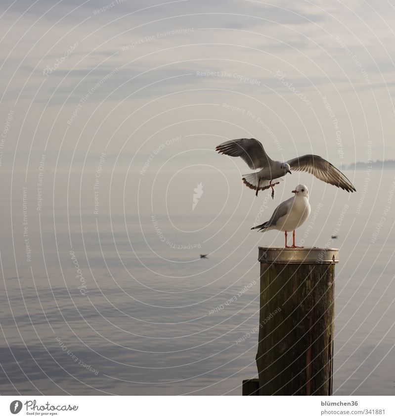 Just relax, no matter what. Water Lake Lake Constance Body of water Animal Wild animal Bird Animal face Wing Seagull Gull birds 2 Movement Flying Looking Stand