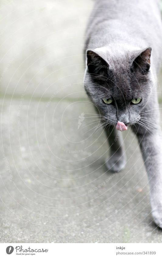 Let's go mouse hunting! Pet Cat Animal face Cat's tongue british shorthair 1 Going To enjoy Hunting Emotions Moody Anticipation Watchfulness Curiosity Discover