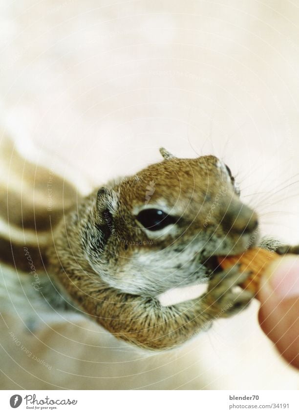 Give me some nuts! Ground squirrel Peace Feeding Rodent Sweet Cute Brash Smooth poseurably A-croissant B-croissants