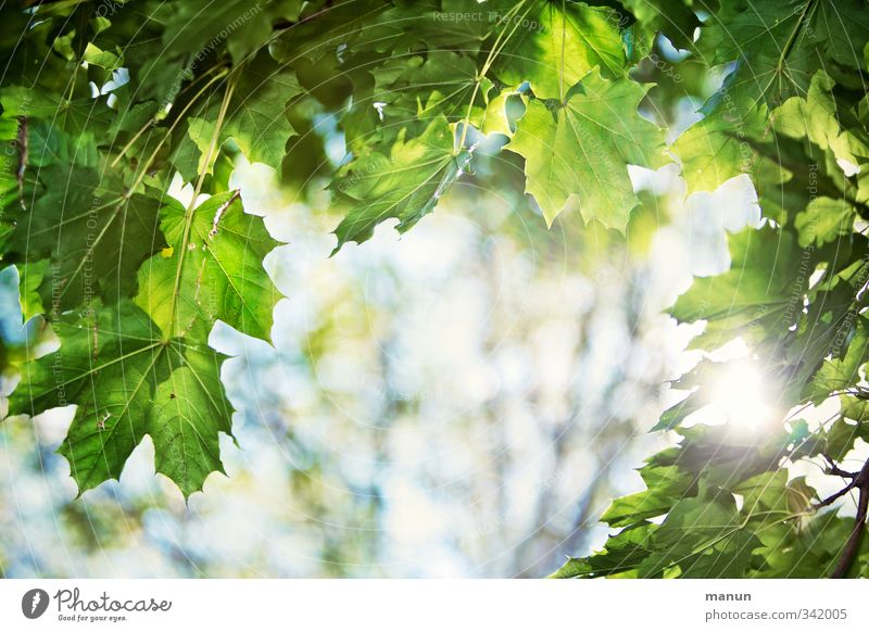 translucent Nature Sunlight Spring Summer Beautiful weather Warmth Tree Leaf Leaf green Twigs and branches Maple branch Maple leaf Illuminate Relaxation Hope