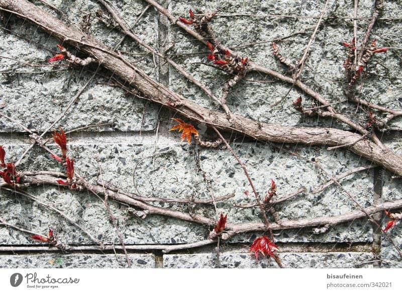 Bit on granite Plant Sharp-edged Firm Red Calm "Vine tendril Wall (barrier) Granite Wood Structure," Wall plant Woody Tendril Colour photo Exterior shot Day